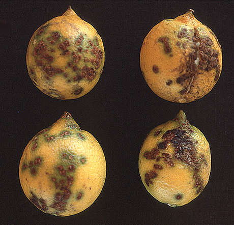 Citrus Canker The Pathogen And Its Impact